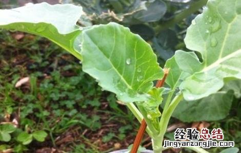 西兰花的种植条件生长周期 西兰花的种植条件