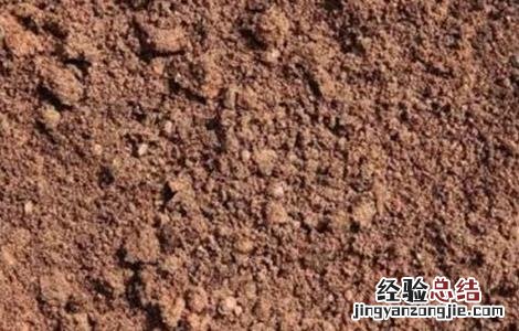 西兰花的种植条件生长周期 西兰花的种植条件
