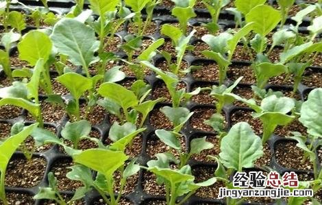 西兰花的种植条件生长周期 西兰花的种植条件