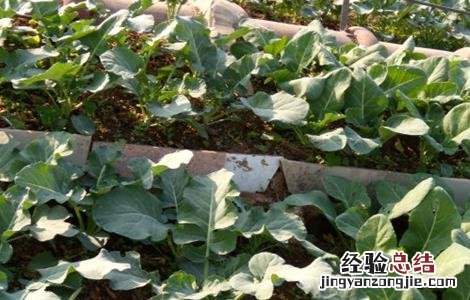 西兰花的种植条件生长周期 西兰花的种植条件
