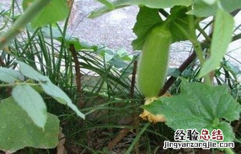 冬瓜肥水管理技巧和方法 冬瓜肥水管理技巧