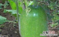 冬瓜肥水管理技巧和方法 冬瓜肥水管理技巧