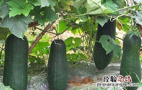 冬瓜肥水管理技巧和方法 冬瓜肥水管理技巧