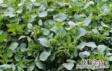 西洋菜栽培技術 西洋菜种植方法