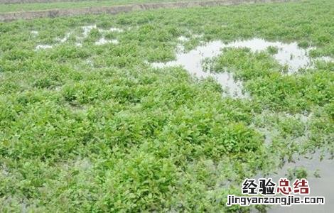 西洋菜栽培技術 西洋菜种植方法