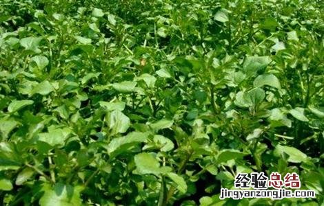 西洋菜栽培技術 西洋菜种植方法