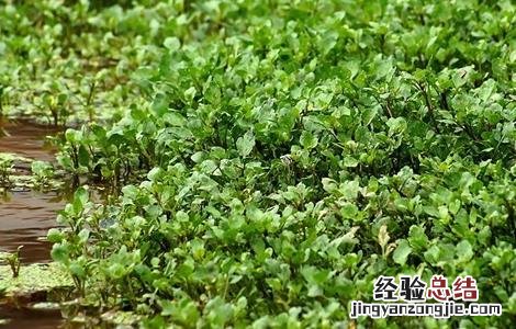 西洋菜栽培技術 西洋菜种植方法