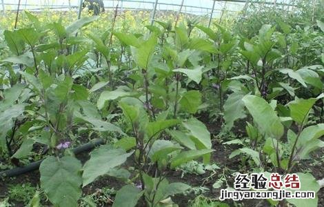 茄子定植后的管理 茄子定植后管理技术