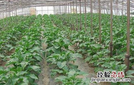 茄子定植后的管理 茄子定植后管理技术