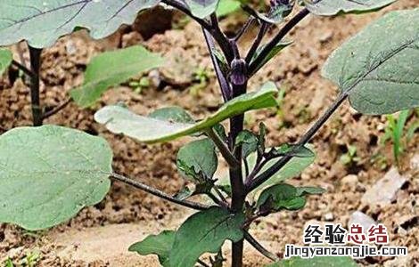 茄子定植后的管理 茄子定植后管理技术