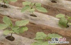 茄子定植后的管理 茄子定植后管理技术