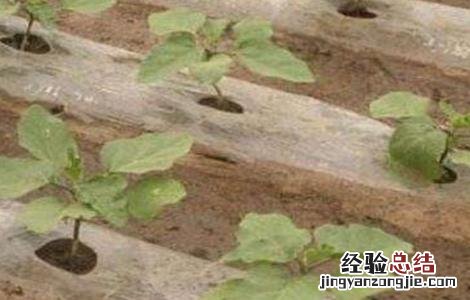 茄子定植后的管理 茄子定植后管理技术