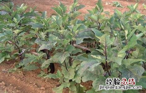 茄子定植后的管理 茄子定植后管理技术