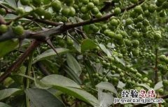 花椒的采收时间与方法 花椒的采收时间与方法图片