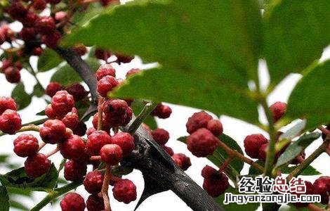 花椒的采收时间与方法 花椒的采收时间与方法图片