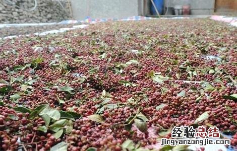 花椒的采收时间与方法 花椒的采收时间与方法图片