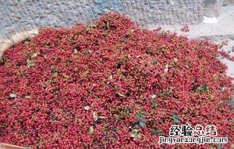 花椒的采收时间与方法 花椒的采收时间与方法图片