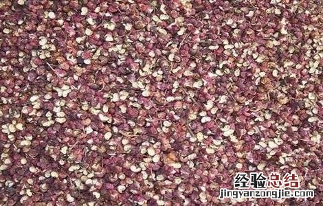 花椒的采收时间与方法 花椒的采收时间与方法图片