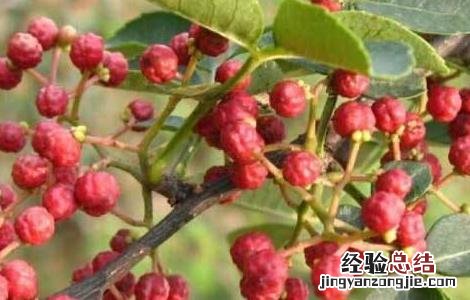 花椒的采收时间与方法 花椒的采收时间与方法图片