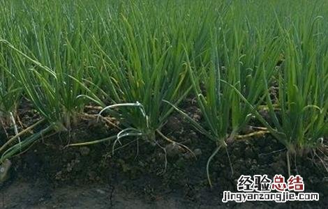 香葱种植管理 香葱的种植与管理