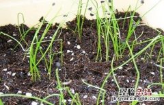 香葱种植管理 香葱的种植与管理