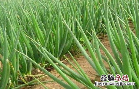香葱种植管理 香葱的种植与管理