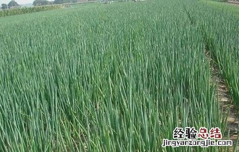 香葱种植管理 香葱的种植与管理