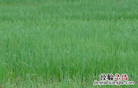 小香葱的种植方法和注意事项 小香葱的种植方法