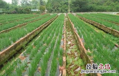小香葱的种植方法和注意事项 小香葱的种植方法