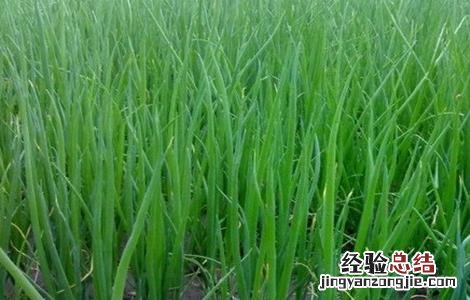 小香葱的种植方法和注意事项 小香葱的种植方法