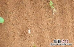 小香葱的种植方法和注意事项 小香葱的种植方法