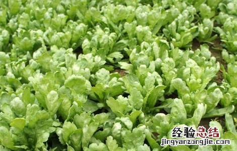 茼蒿种植环境要求 茼蒿种植温度