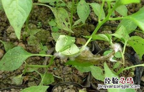 茼蒿种植环境要求 茼蒿种植温度