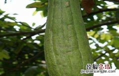 留丝瓜种的方法 丝瓜留种方法