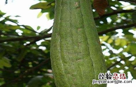 留丝瓜种的方法 丝瓜留种方法