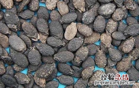 留丝瓜种的方法 丝瓜留种方法