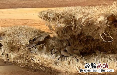 留丝瓜种的方法 丝瓜留种方法
