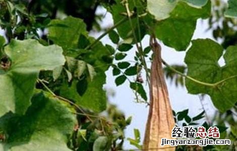 留丝瓜种的方法 丝瓜留种方法