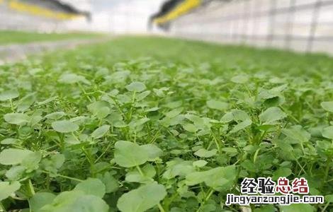 西洋菜种植注意事项 西洋菜种植注意事项视频