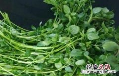 西洋菜种植注意事项 西洋菜种植注意事项视频