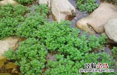 西洋菜种植注意事项 西洋菜种植注意事项视频