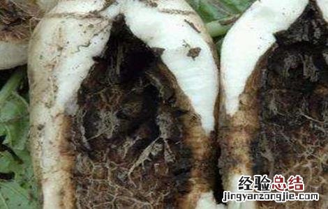 萝卜黑心原因及防治方法 萝卜黑心病怎么防治
