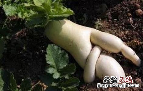 萝卜裂根产生的原因及防治措施 萝卜分叉原因及预防措施