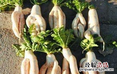 萝卜裂根产生的原因及防治措施 萝卜分叉原因及预防措施