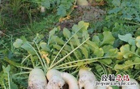 萝卜裂根产生的原因及防治措施 萝卜分叉原因及预防措施