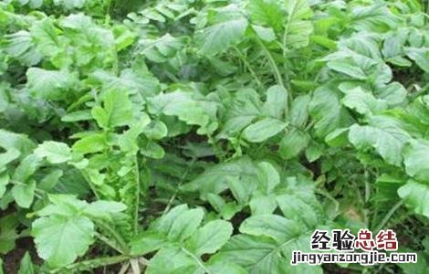 萝卜先期抽薹原因及防止措施 春萝卜抽薹补救措施