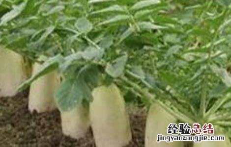 萝卜先期抽薹原因及防止措施 春萝卜抽薹补救措施
