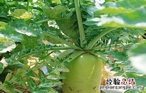 萝卜先期抽薹原因及防止措施 春萝卜抽薹补救措施
