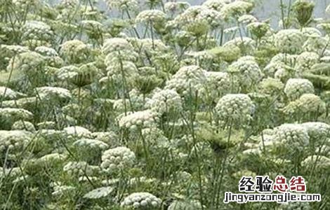 萝卜先期抽薹原因及防止措施 春萝卜抽薹补救措施