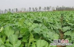 越夏萝卜高产种植技术 越夏萝卜高产种植技术要点